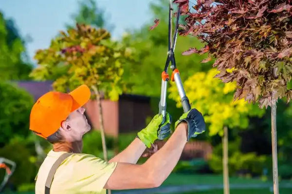 tree services Strawberry Hills